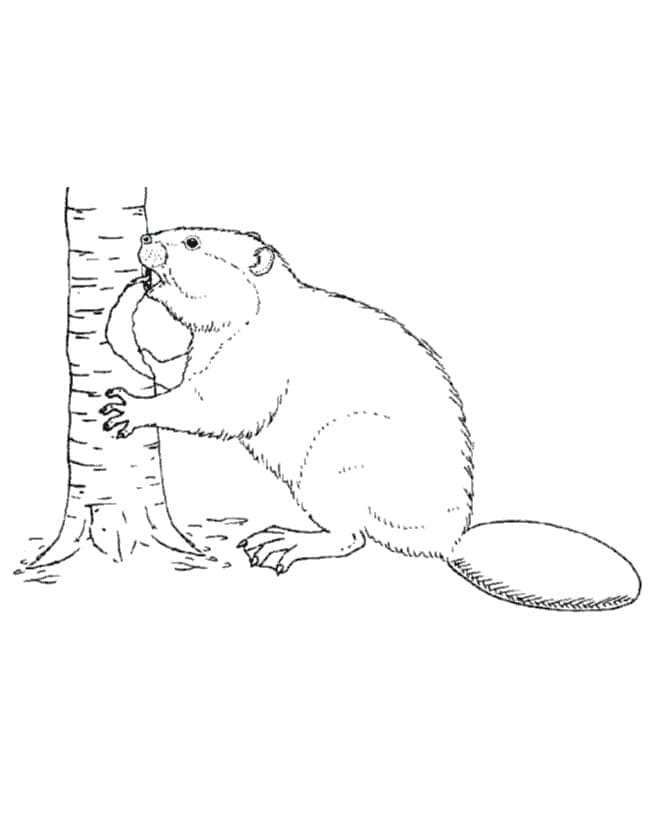 Bever 2 fargelegging