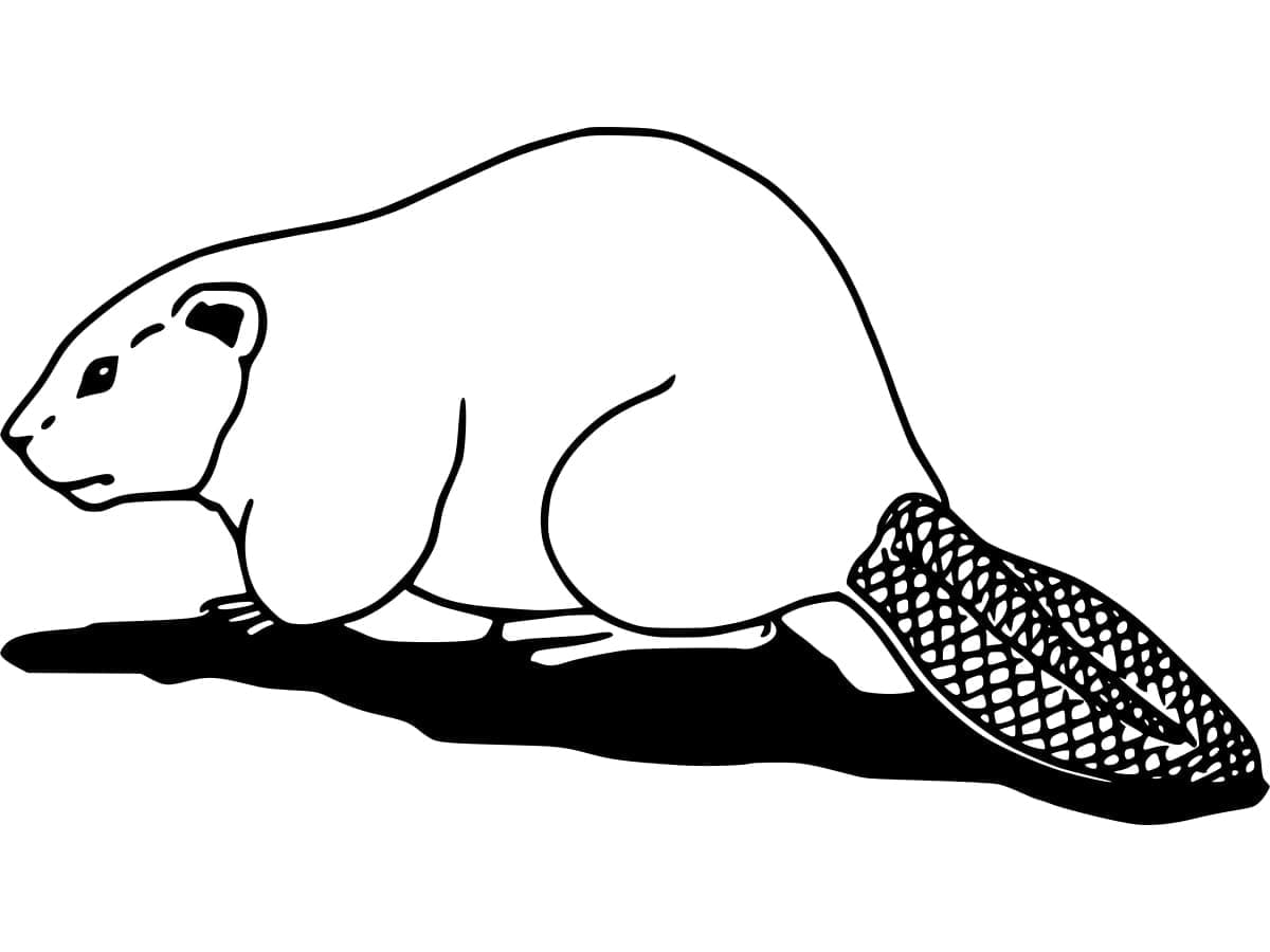 Gående Bever fargelegging