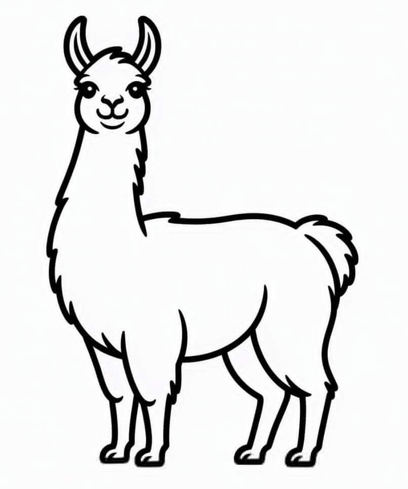 Sjarmerende Lama fargelegging