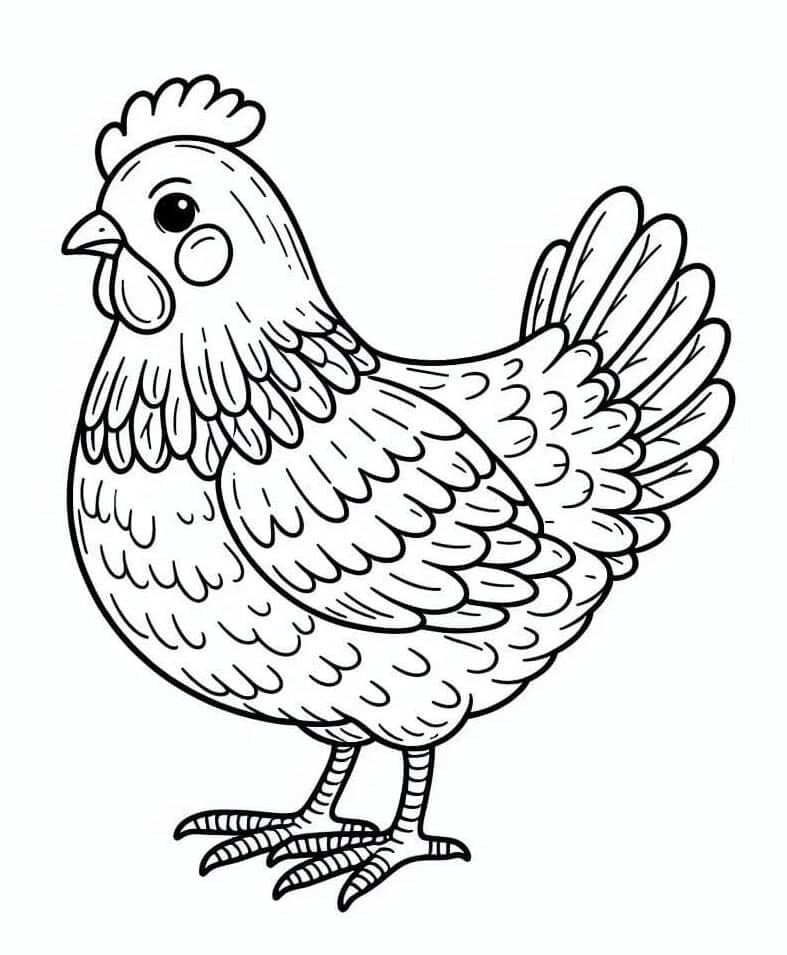 Vakker Kylling fargelegging