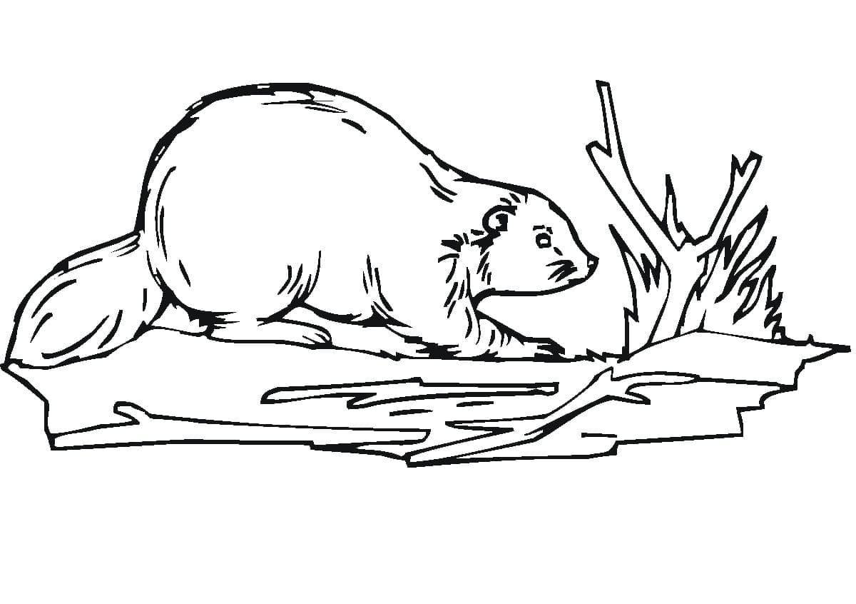 Vanlig Bever fargelegging