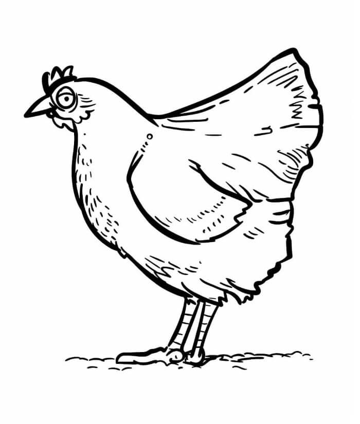 Vanlig Kylling fargelegging