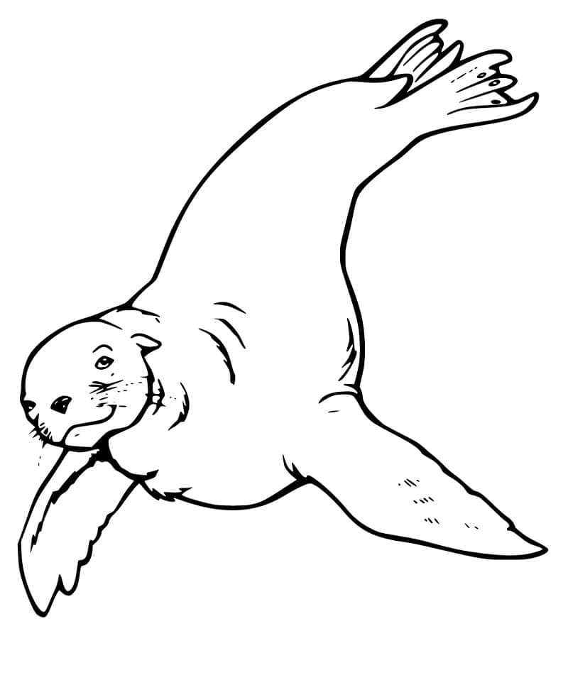 Enkel Sjøløve fargelegging