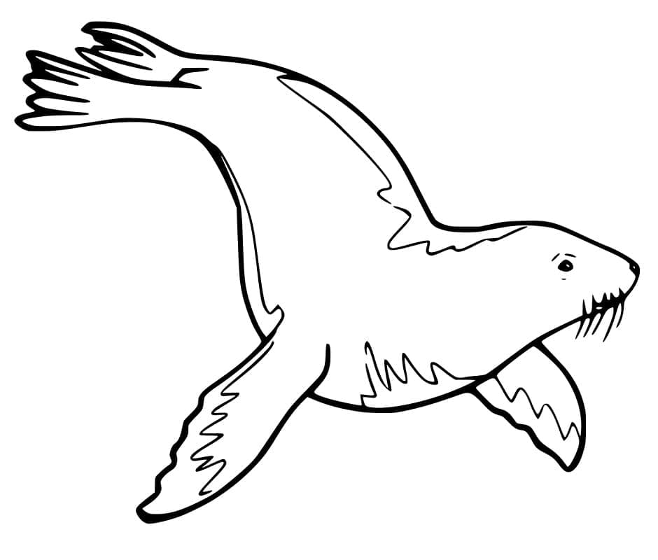 Lett Sjøløve fargelegging