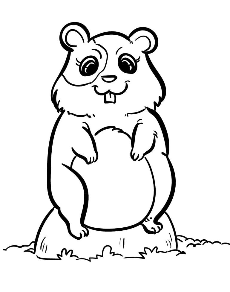 Pen Hamster fargelegging