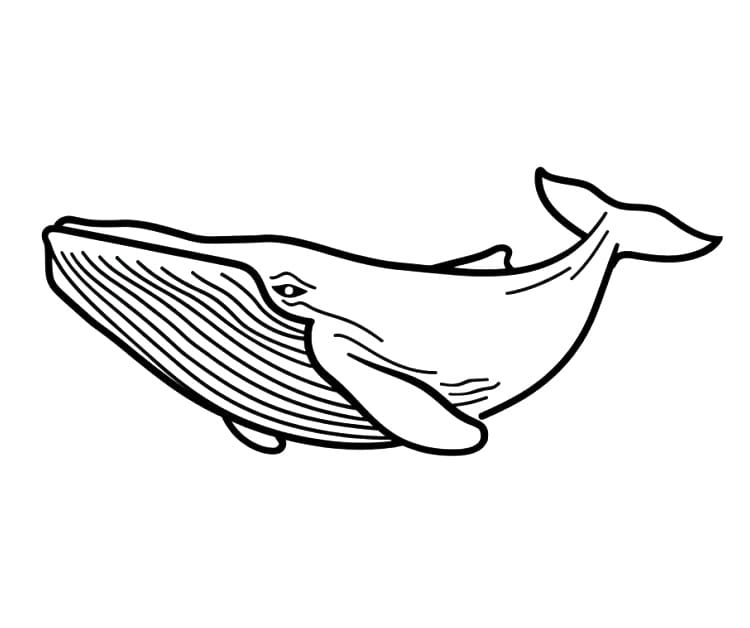 Animert Hval fargelegging