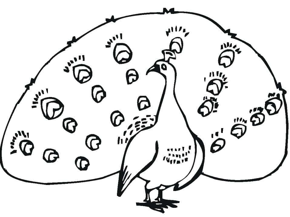 Påfugl (2) fargelegging