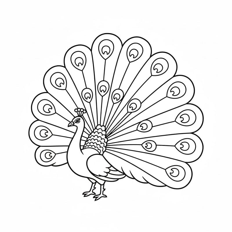 Påfugl Uten Kostnad fargelegging