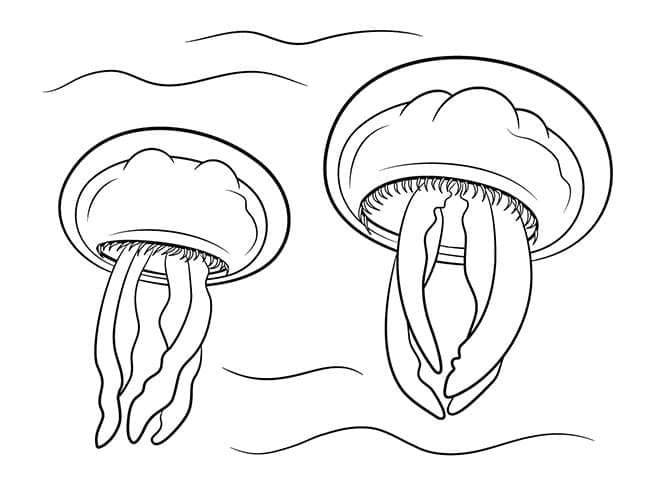 Manet for 1-åringer fargelegging