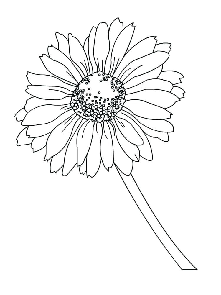 Tusenfryd bilde fargelegging