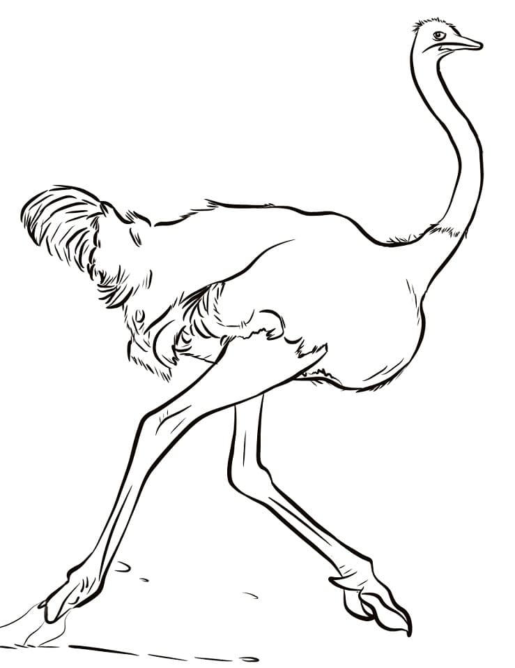 Fin struts fargelegging