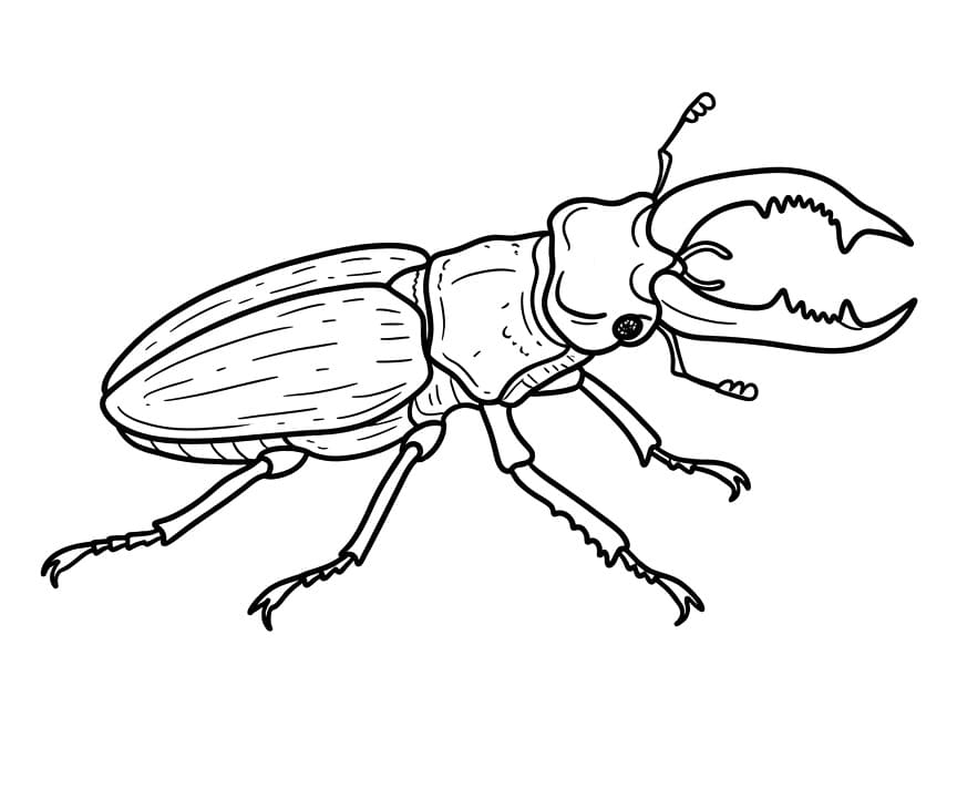 Insekter utskrivbare for barn fargelegging